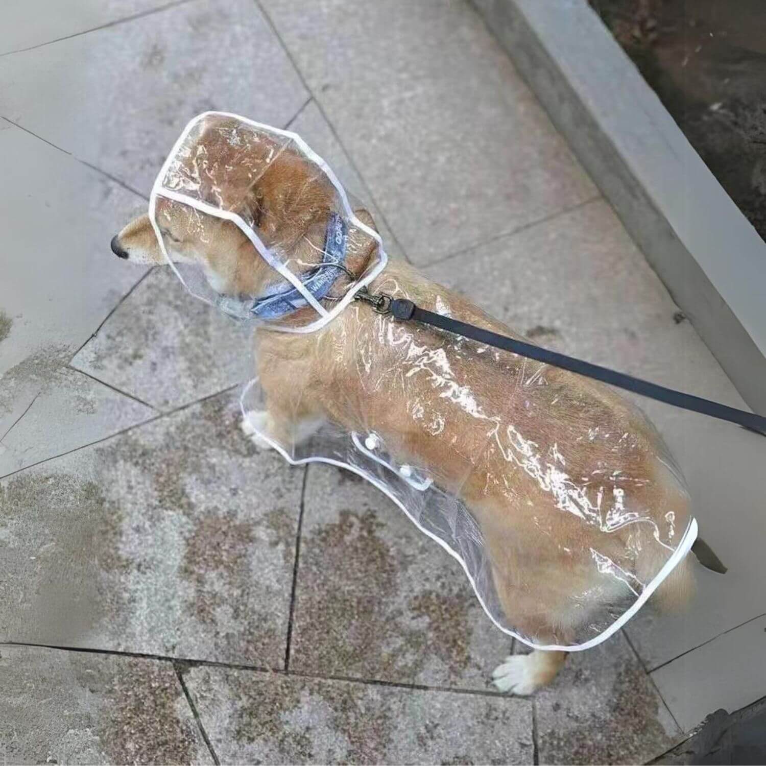 transparante hondenregenjas op bruine hondenwandeling